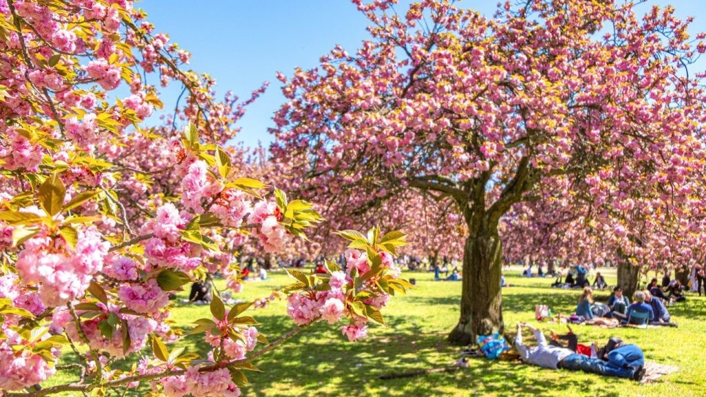HANAMI :  Fête des cerisiers à Sceaux
