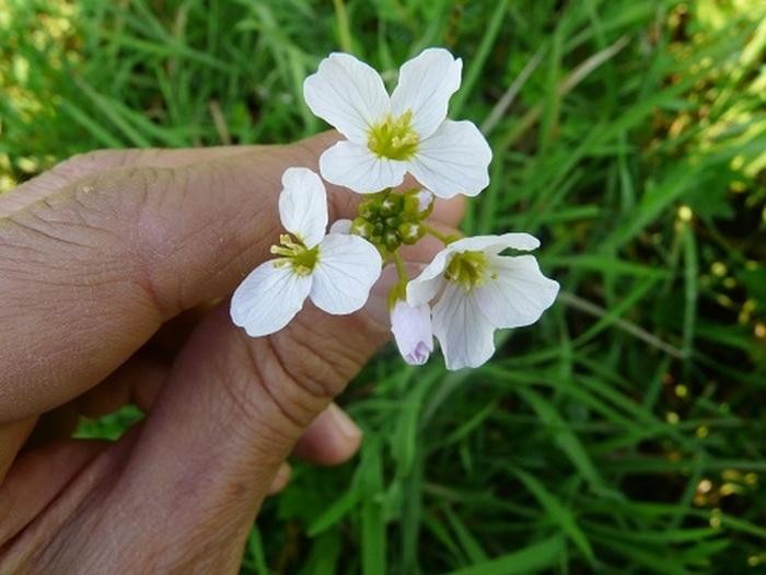 BALADE GUIDEE « Cueillette et dégustation des plantes de la baie d'Authie »