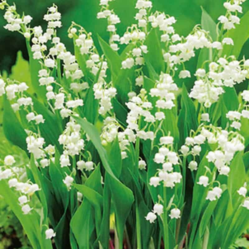 balade muguet