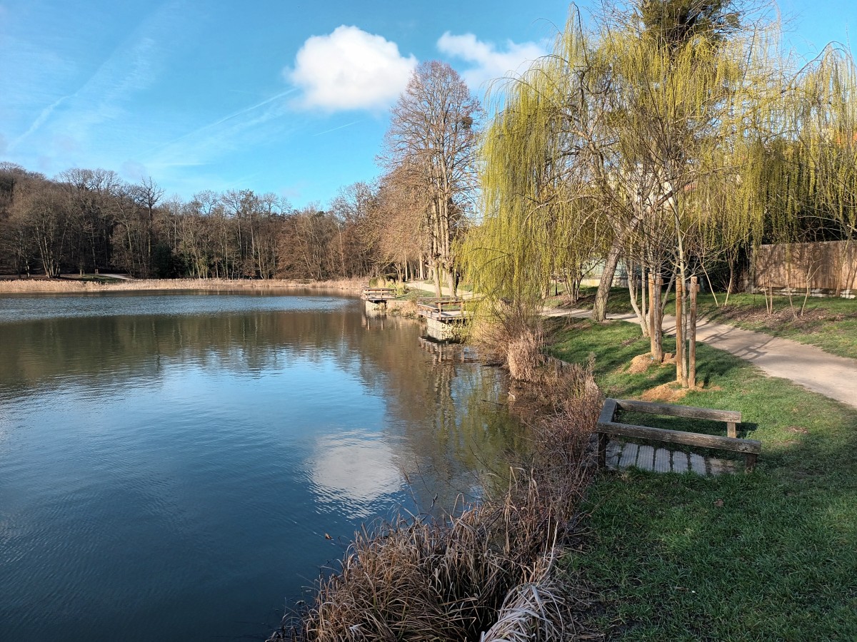Marche en forêt, fin d'après-midi (92)
