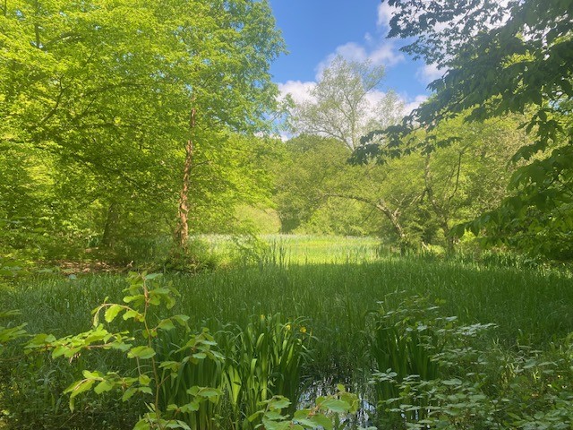 Marche à la Forêt Verte