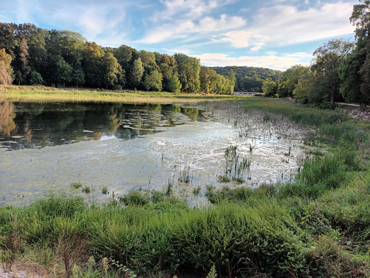 Marche en forêt de F. Reposes