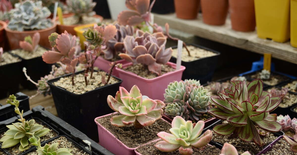 Portes ouvertes Simplement Succulentes