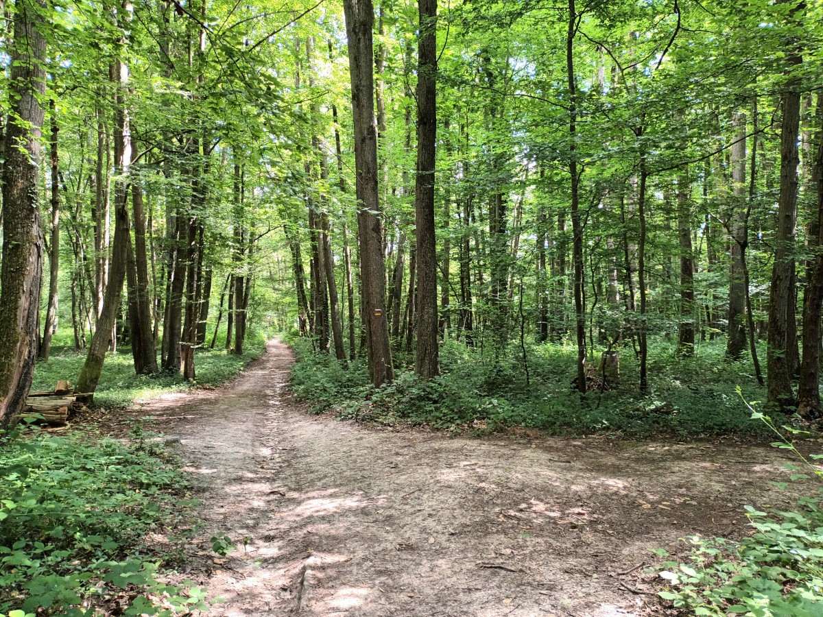 Rando 15k forêt de Marly (78)