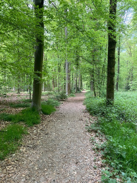 Balade en Forêt de St Etienne du Rouvray