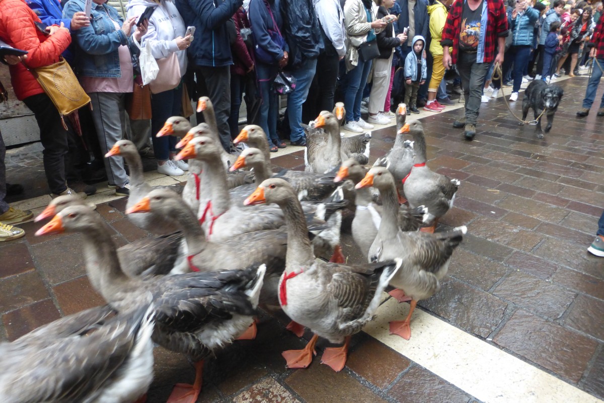 Retour des alpages Annecy