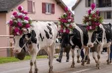 Fête de la Transhumance