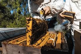 EXTRACTION du MIEL