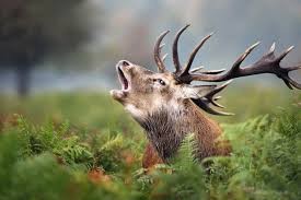 Le brame du cerf