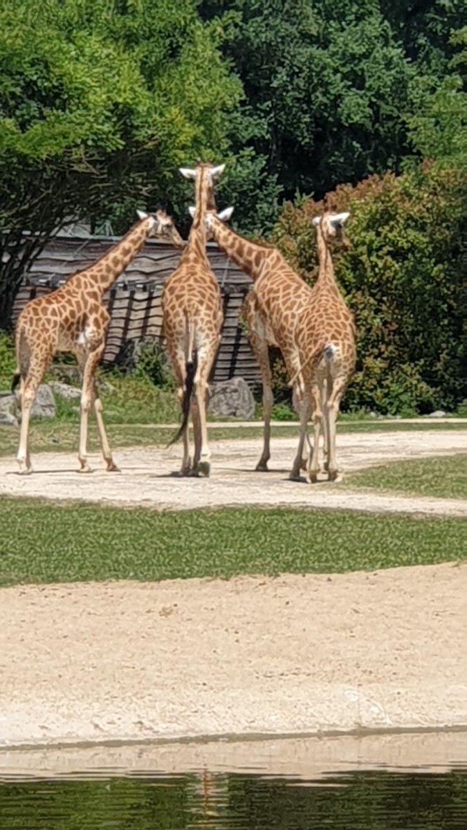 Marche au Parc de la Tête d'Or