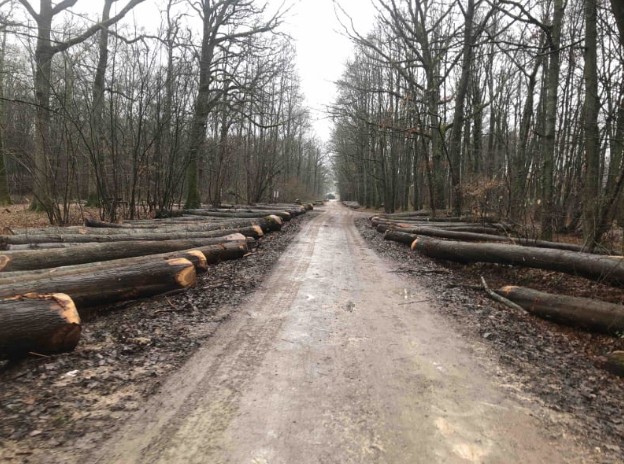 Marche dans la forêt d'Orleans (Saran)