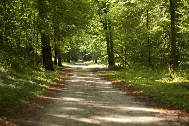 Marche sur routes et chemins forestiers en Sologne
