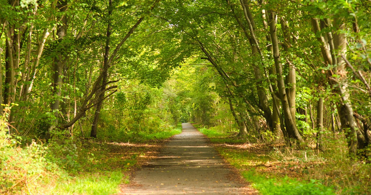 Promenade en forêt