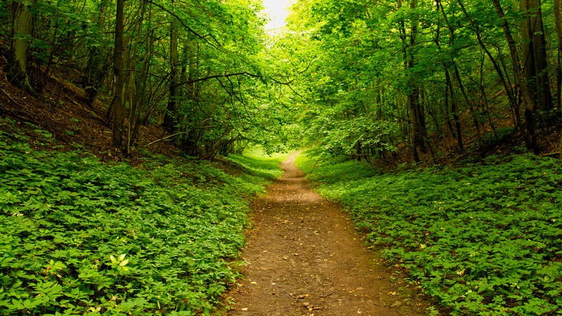 Promenade en forêt