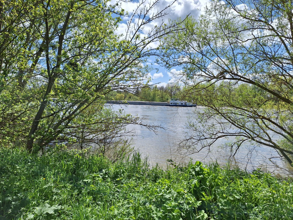 Randonnée entre 2 méandres de la Seine avec pique-nique.