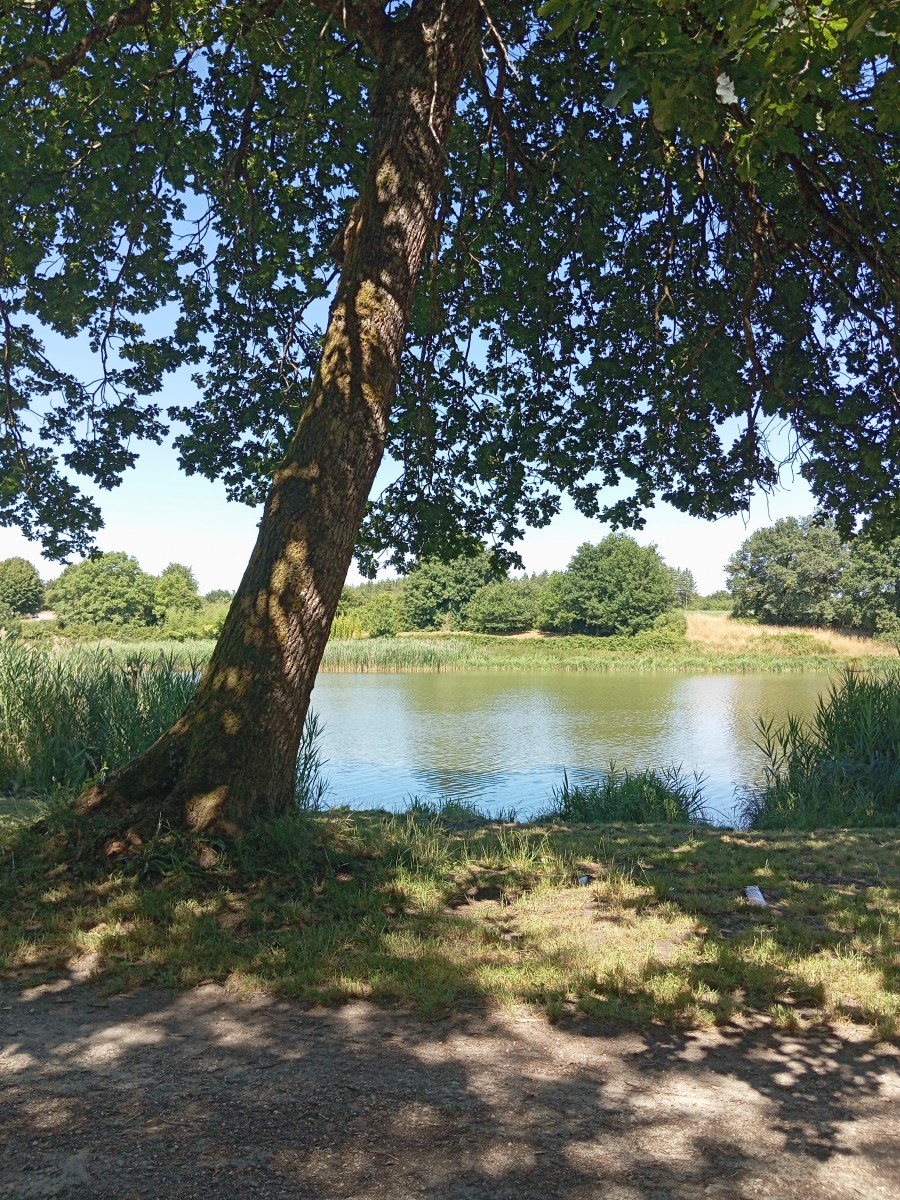 Picnic de Doué transposé au lac de Rillé