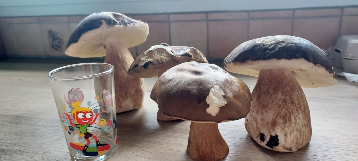sortie champignons