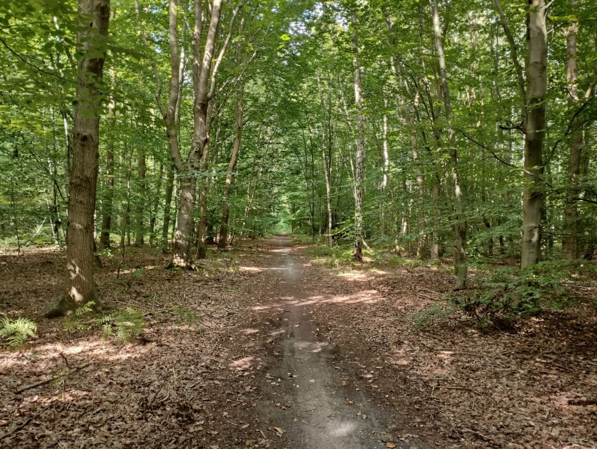 Balade en Forêt de St Etienne du Rouvray