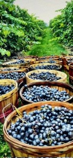 Initiation GRATUITE à la découverte du vin.