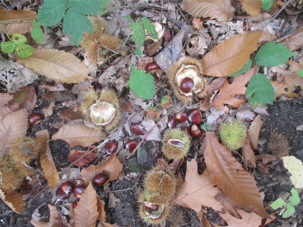 Ramasser des chataignes