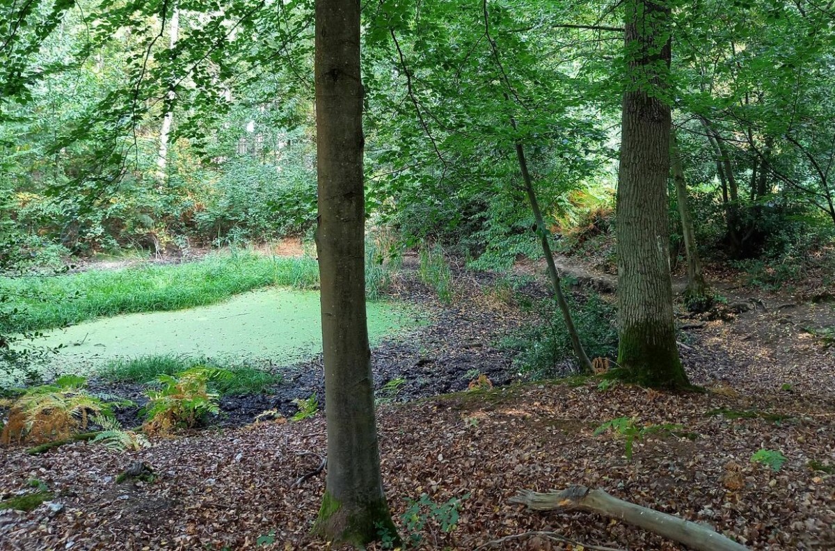 Balade forêt La Londe
