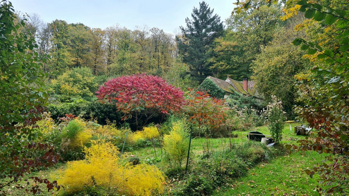 Balade aux couleurs d'automne en chemin forestier