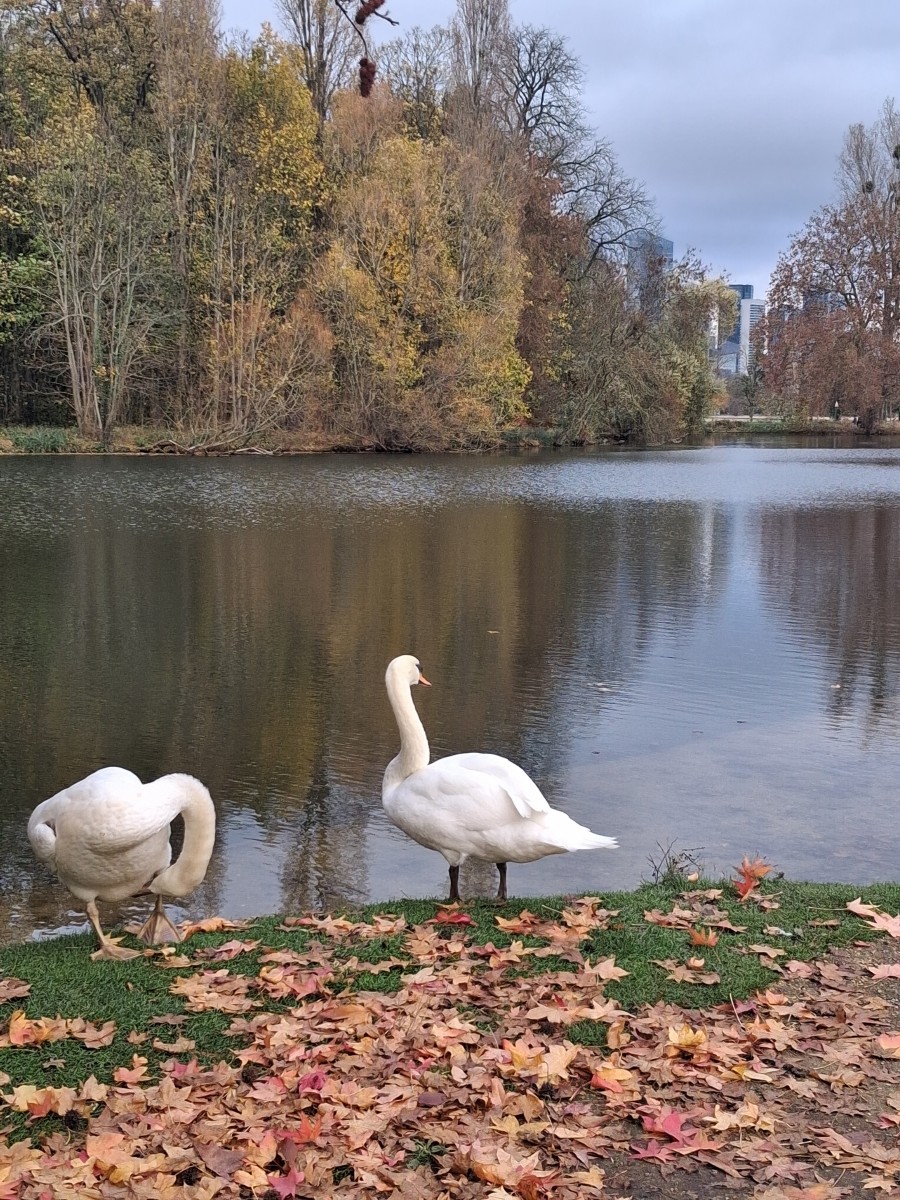 Marche rapide objectif 5 km/heure