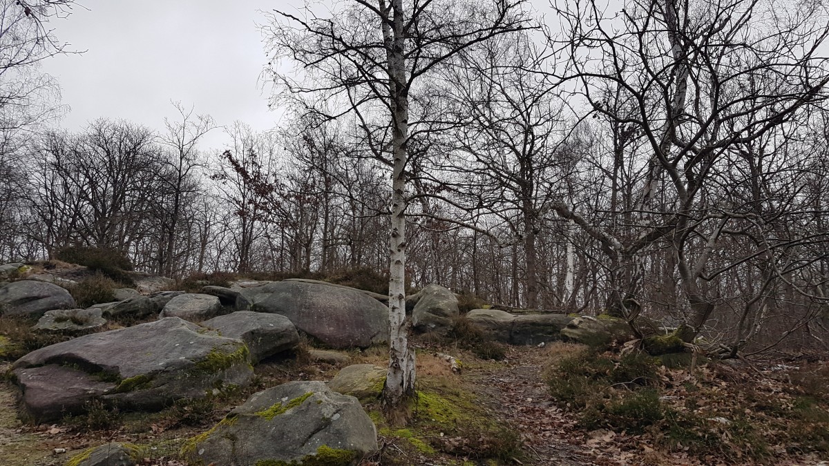 Marche 9 km Par le Bois des Garennes