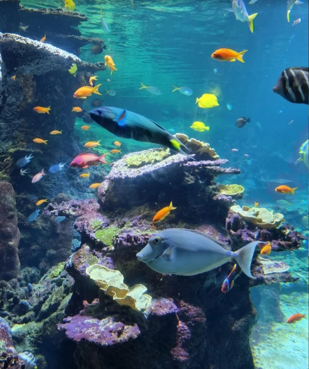 Aquarium Nausicaà