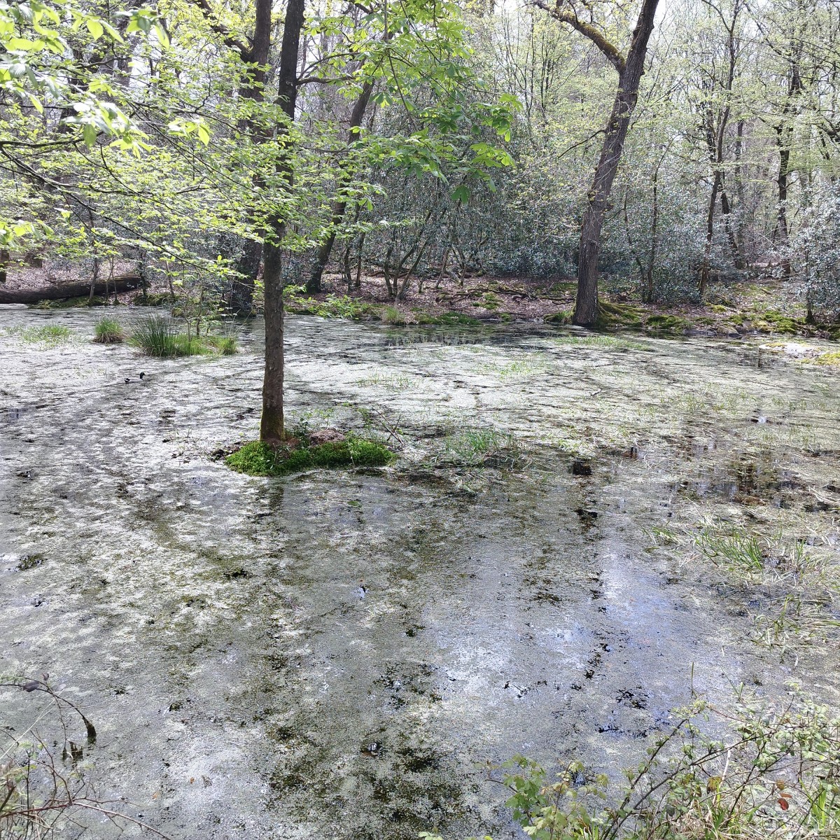 RANDO AUTOUR HIPPODROME DE LA SOLE