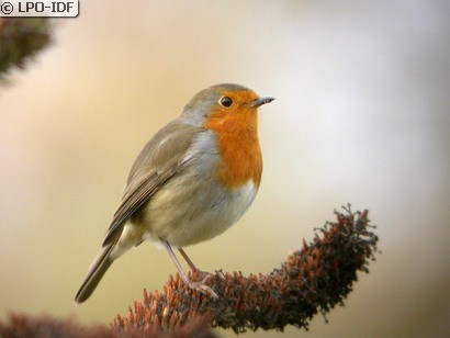 Découverte des oiseaux du bois Promenade ornithologique  Bois de Boulogne 75  dimanche 28 décembre 2025 de 9h00 à 12h30