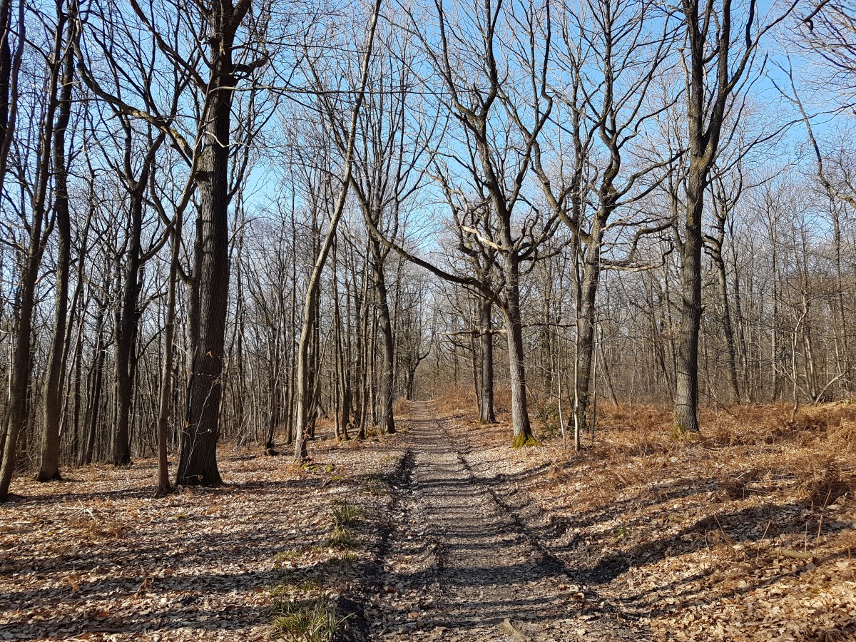Marche 9,5 km L'Est de la forêt de l'Isle-Adam