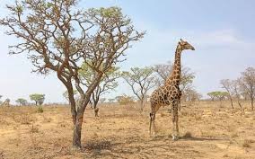 Circuit en Afrique du Sud : Safari Dream du 8 au 17 août 2026