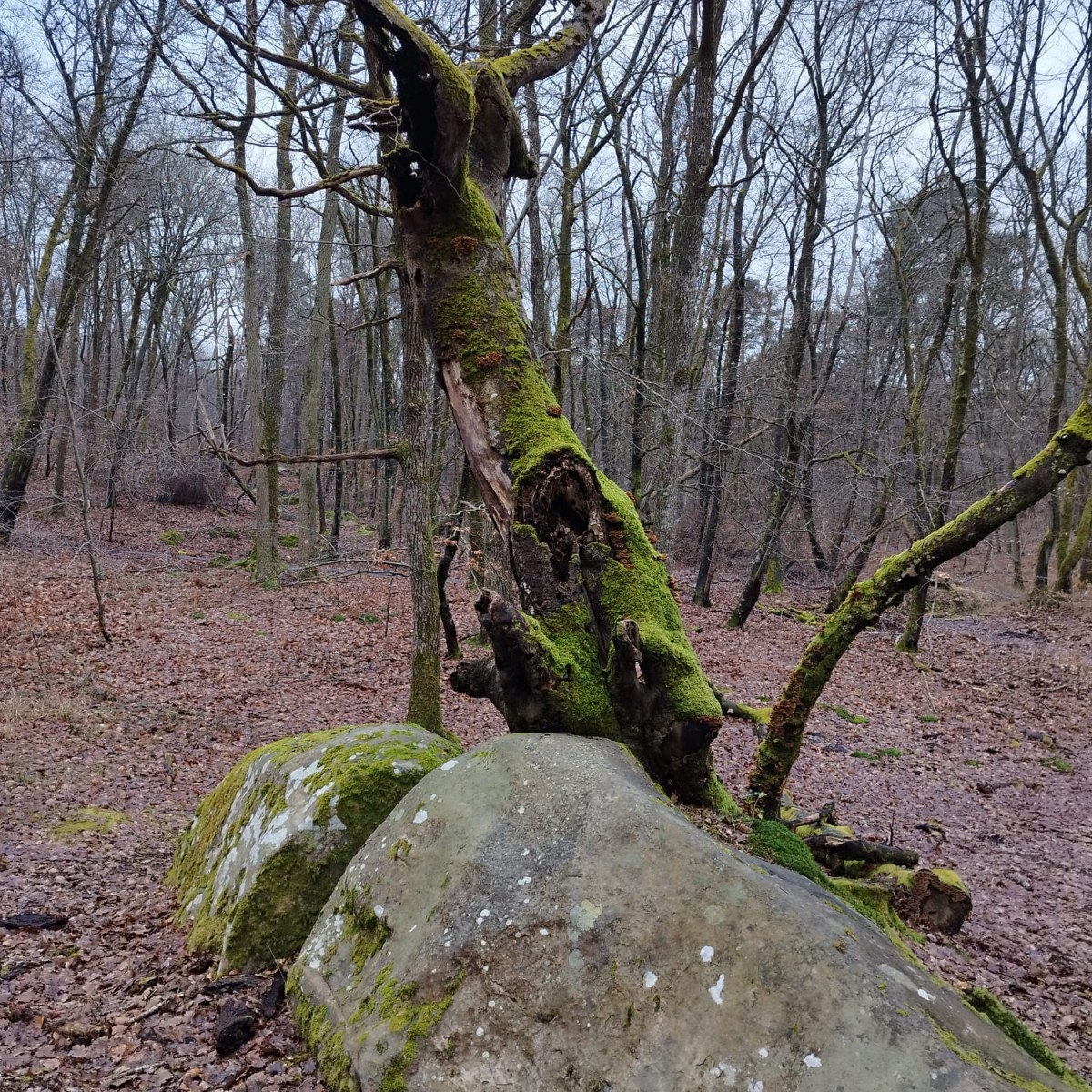 RANDO FORET DE FONTAINEBLEAU