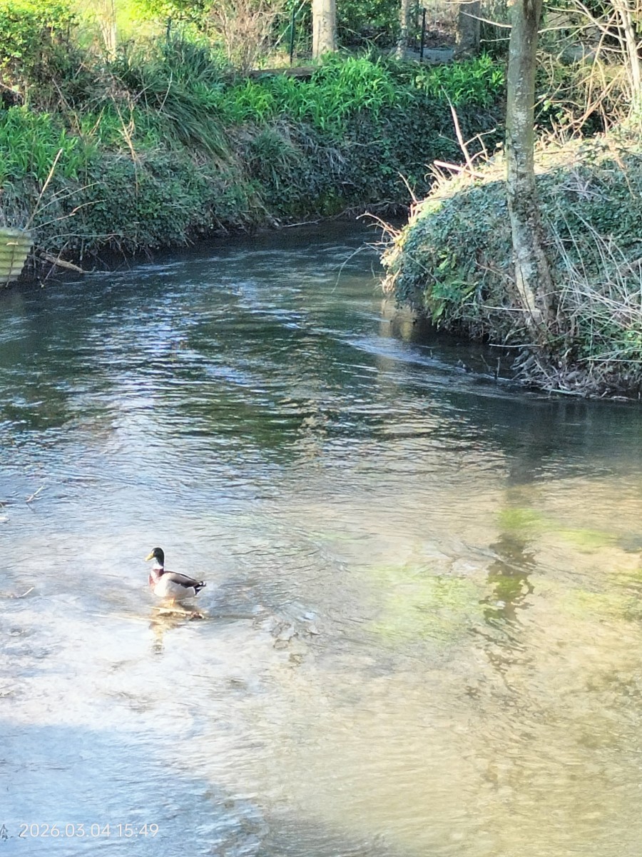 Marche circuit de la vallée des Saules Saulzoir.
