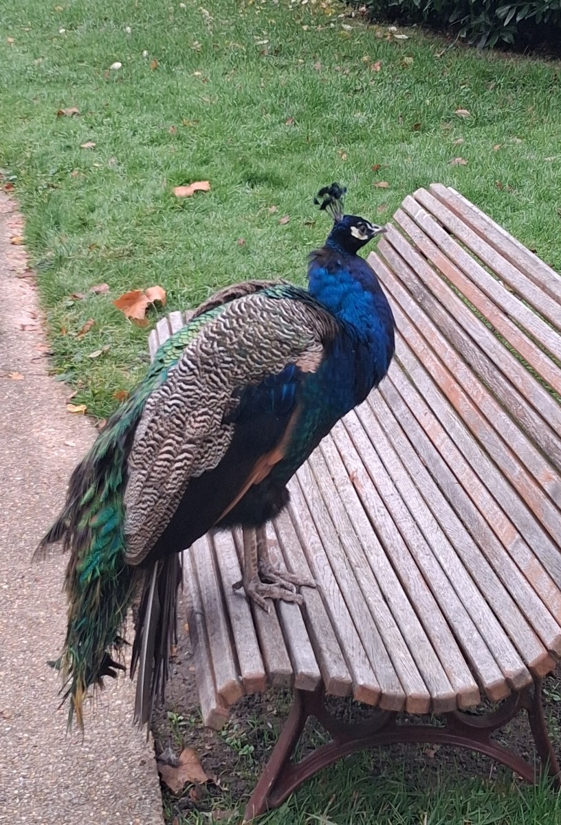 Marche rapide objectif 5 km/heure