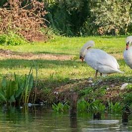 Balade au rommelaere