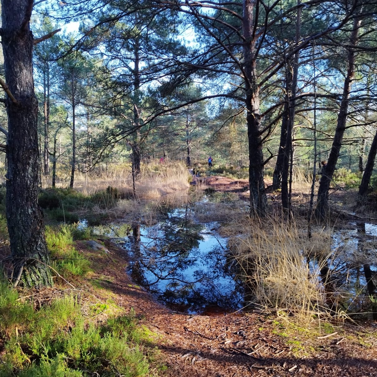 RANDO AUTOUR HIPPODROME DE LA SOLE
