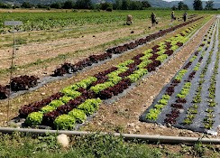 Cueillette des légumes