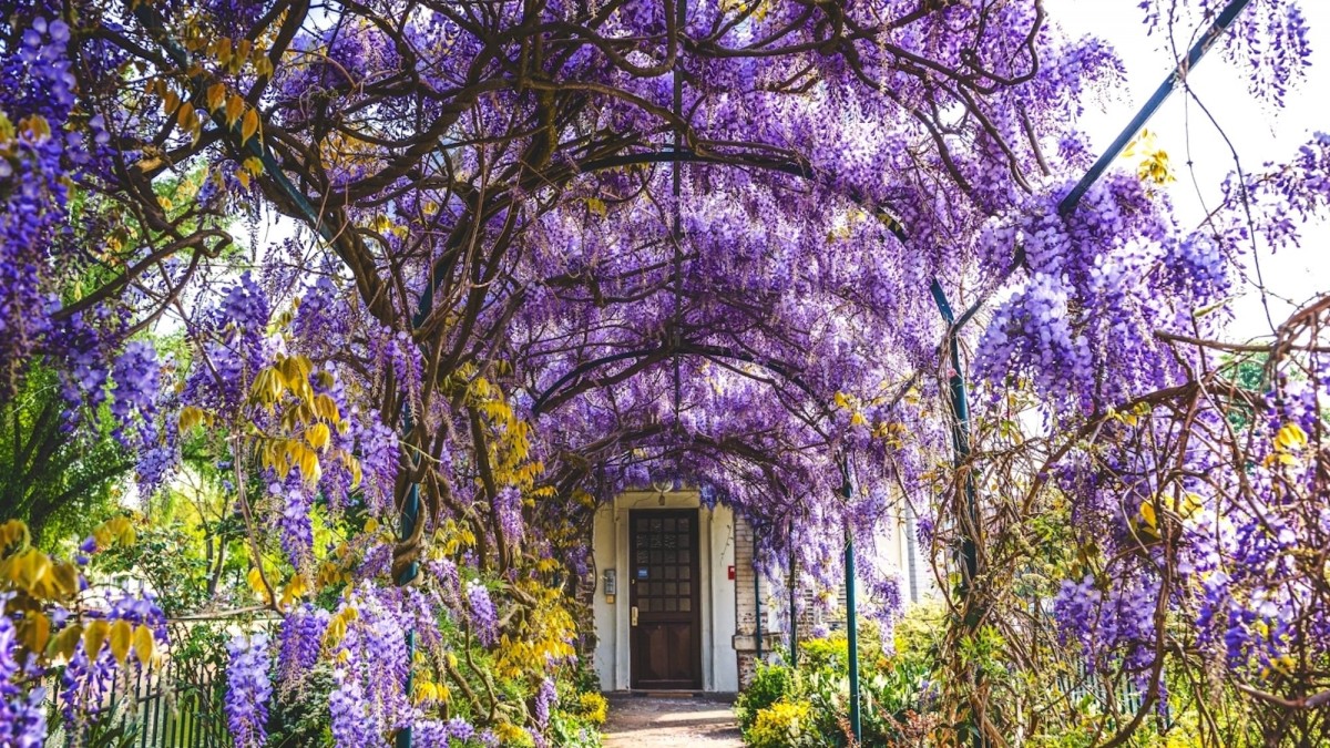 Festival des Glycines