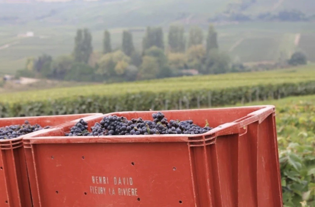 Visite de l'exploitation viticole David/Heucq