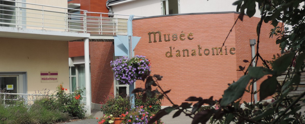 Musée de l'ecorché au Neubourg