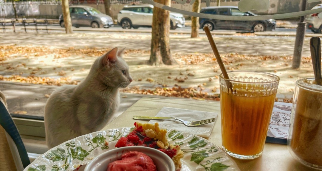 BAR A CHATS