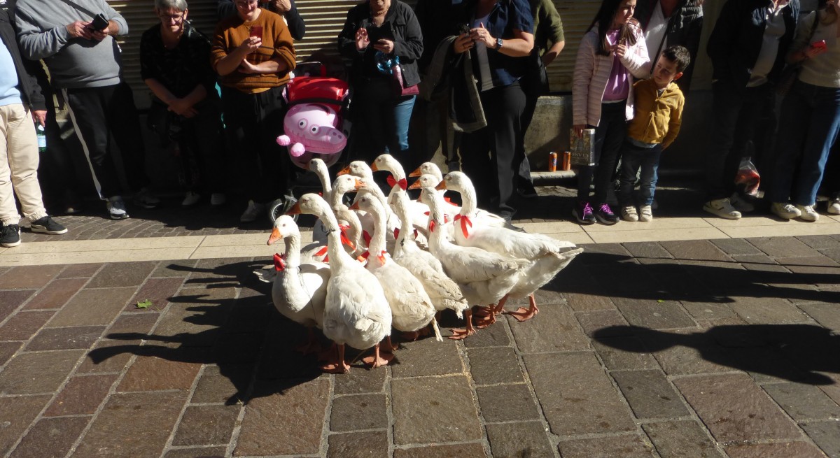 Retour des alpages Annecy