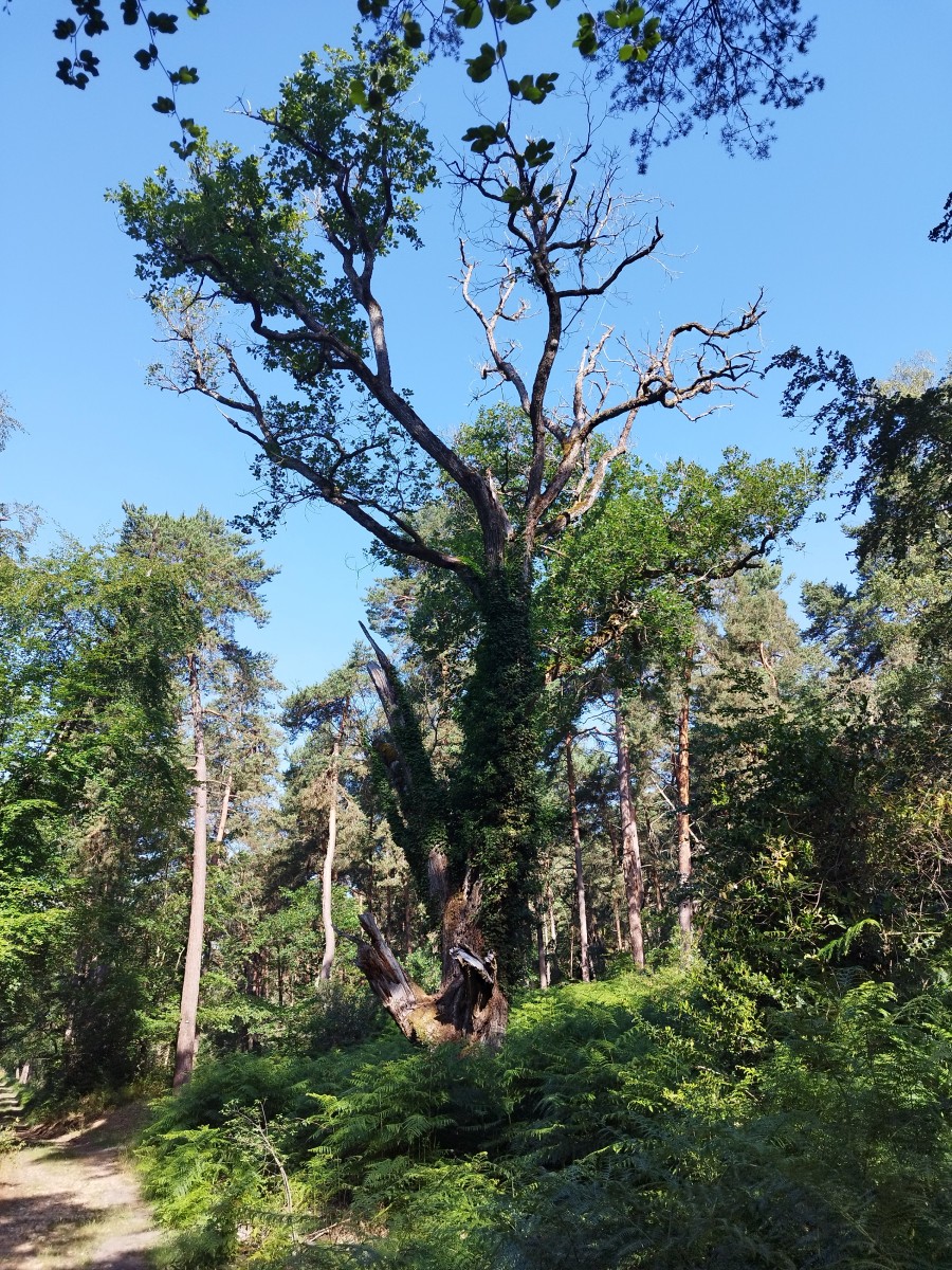 RANDO FORET DE FONTAINEBLEAU
