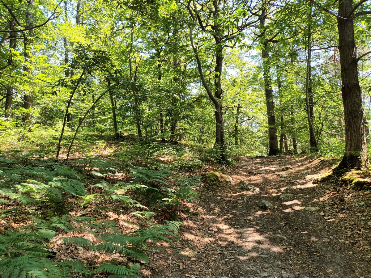 Rando 14km forêt de Versailles