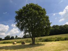 Conférence "les arbres , ces inconnus"à Metz
