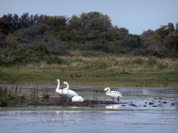 Parc du Marquenterre - Baie de Somme