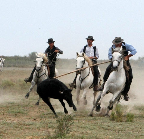 FERRADE AUX CABANES DE CACHAREL