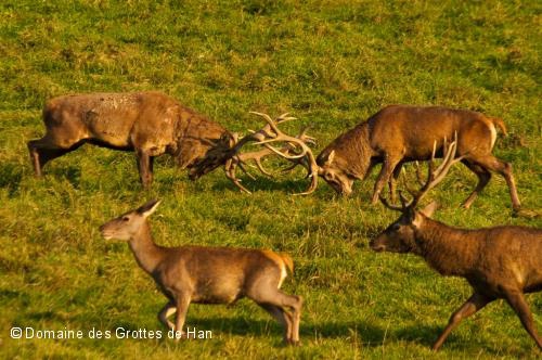 Sortie GROTTE DE HAN